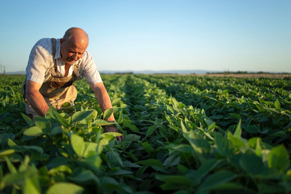 Engrais et sécurité alimentaire mondiale