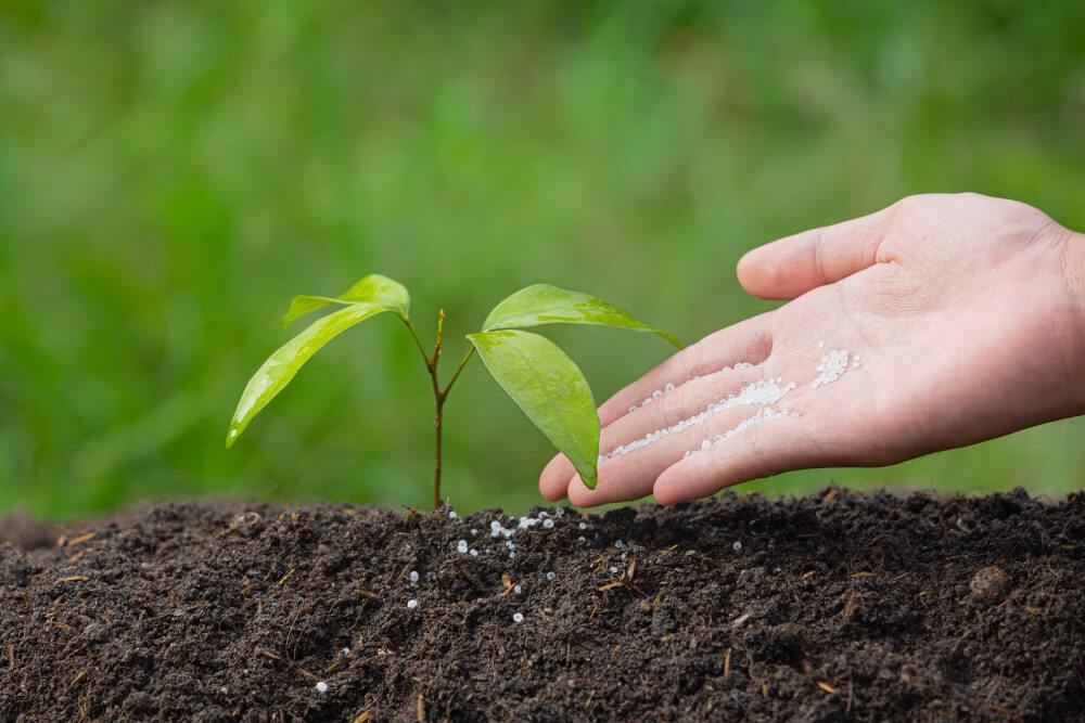 gros-plan-photo-main-tenant-plantation-du-jeune-arbre-plante-min