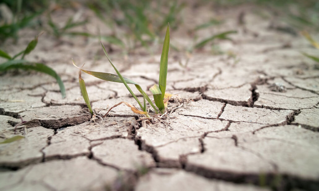 sol en phase de reprise après sécheresse