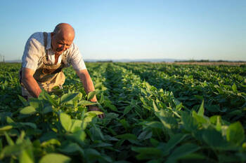 Engrais et sécurité alimentaire mondiale