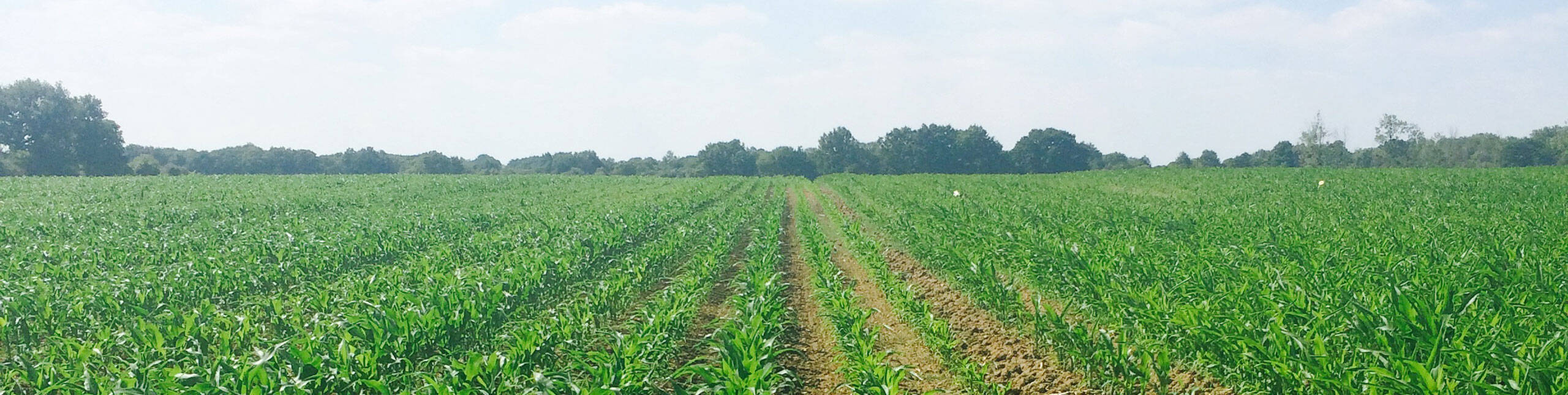 bandeau-vente-engrais-agricoles